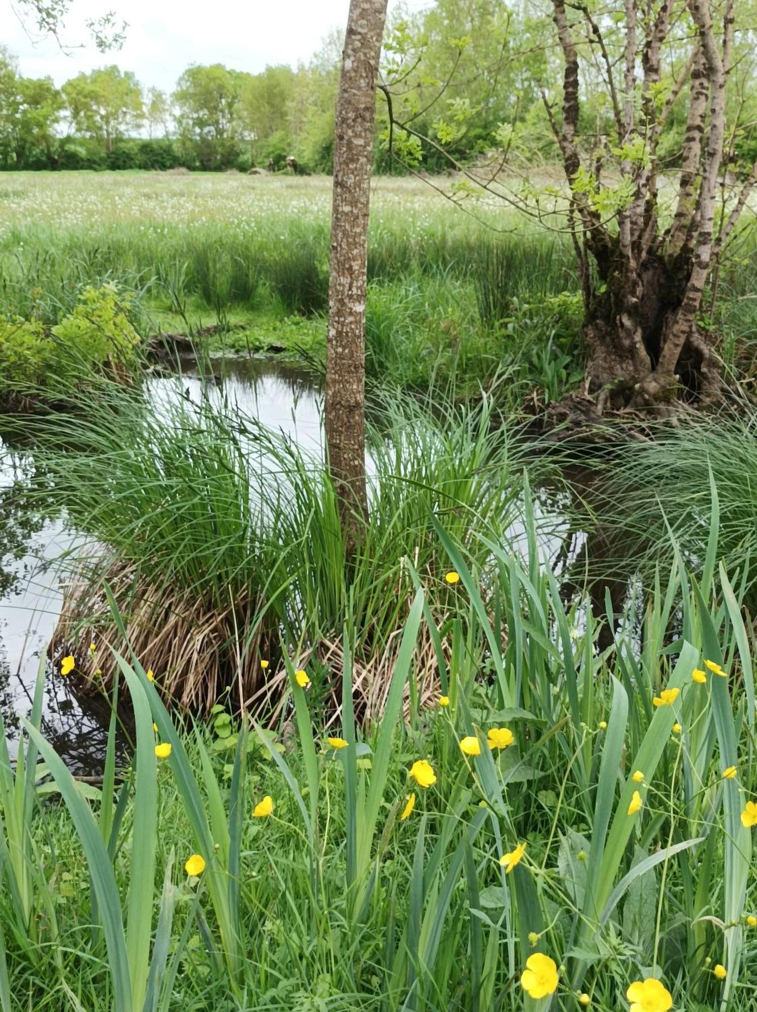 Le Logis De Lange Apt Les Aigrettes Saint-Hilaire-la-Palud Zewnętrze zdjęcie